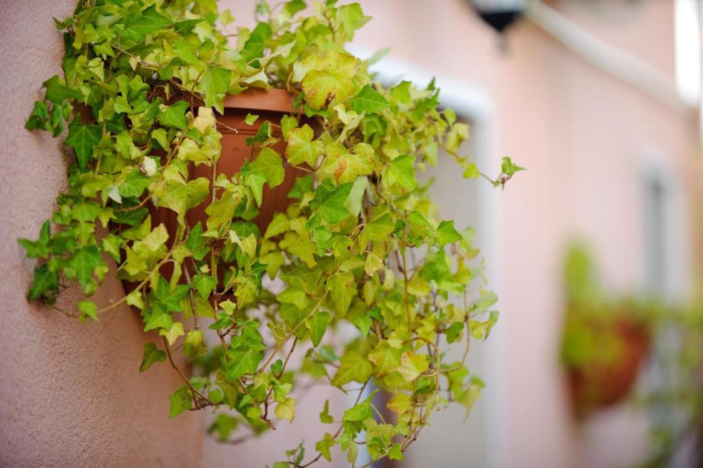 Il Viottolo Acomodação com café da manhã Noci Exterior foto